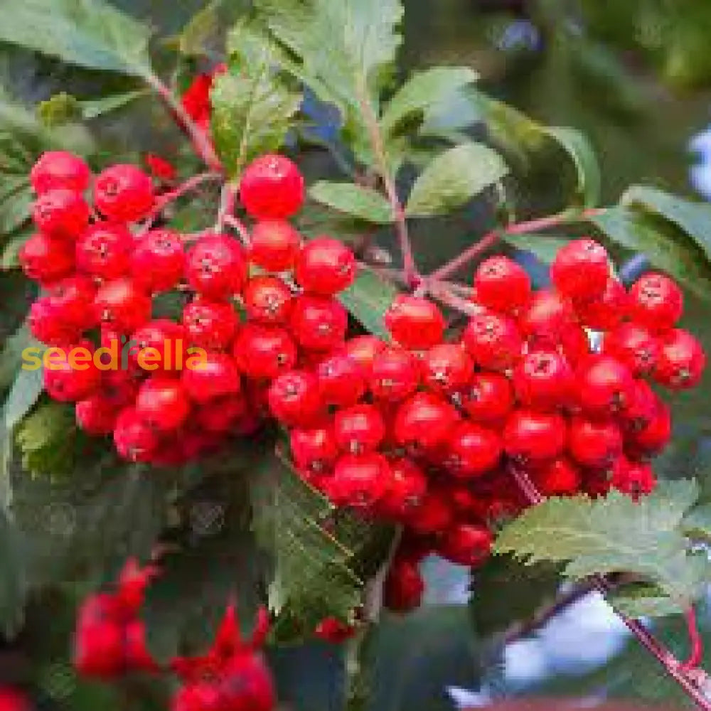 Red Sorbus Tree Seeds for Vibrant Garden Planting