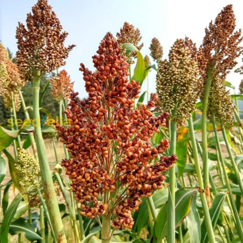 Red Sorghum seeds for planting