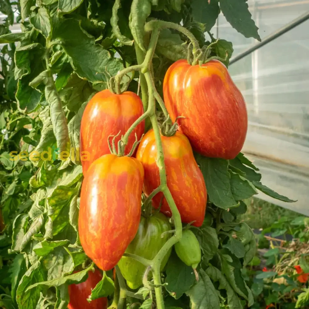 Red Speckle Tomato Seeds For Vegetable Planting Seeds