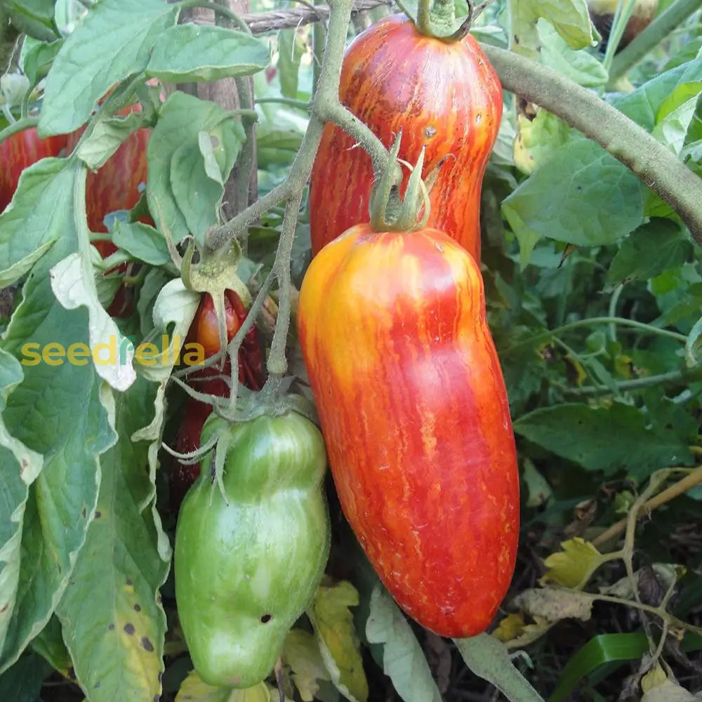 Red Speckle Tomato Seeds For Vegetable Planting Seeds