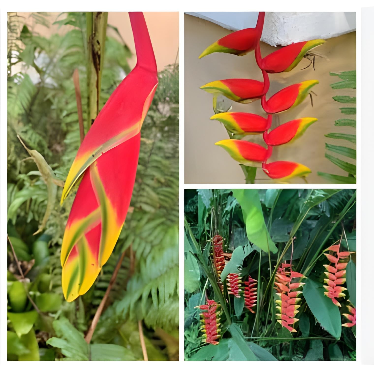 Red Strelitzia Flower Seeds for Tropical Garden Planting