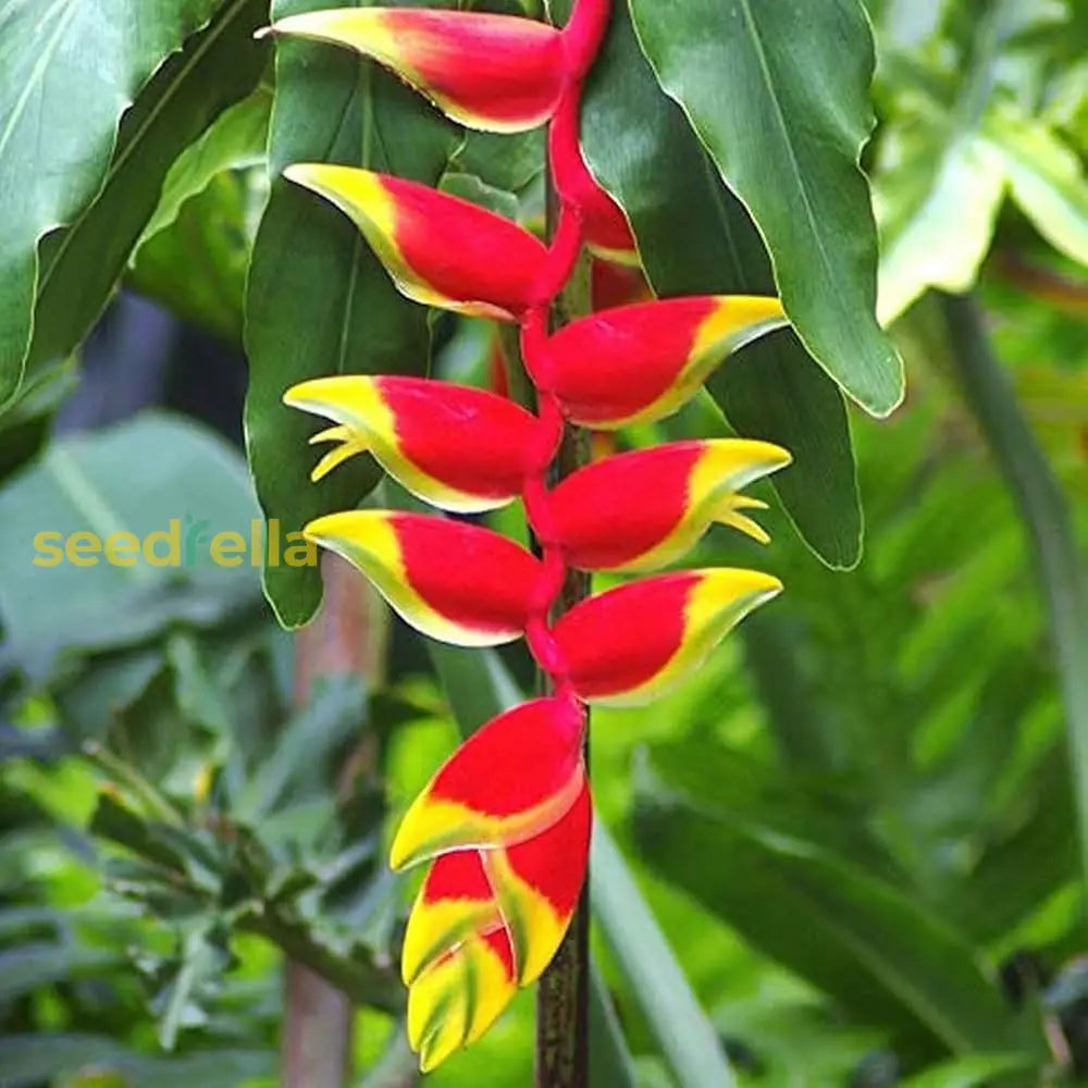 Red Strelitzia Seeds - Tropical Flower For Planting