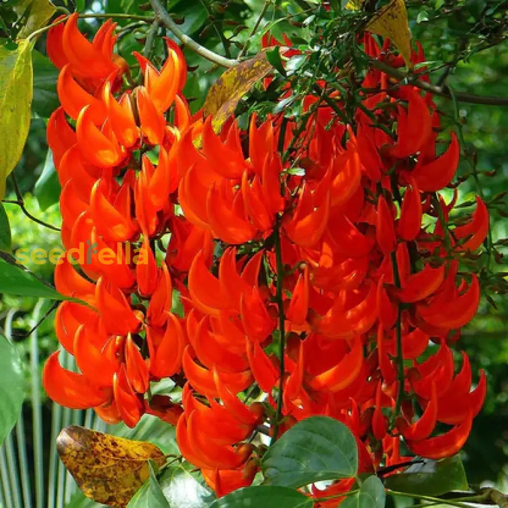 Red Strongylodon Flower Seeds Planting  For Thriving And Vibrant Garden Displays