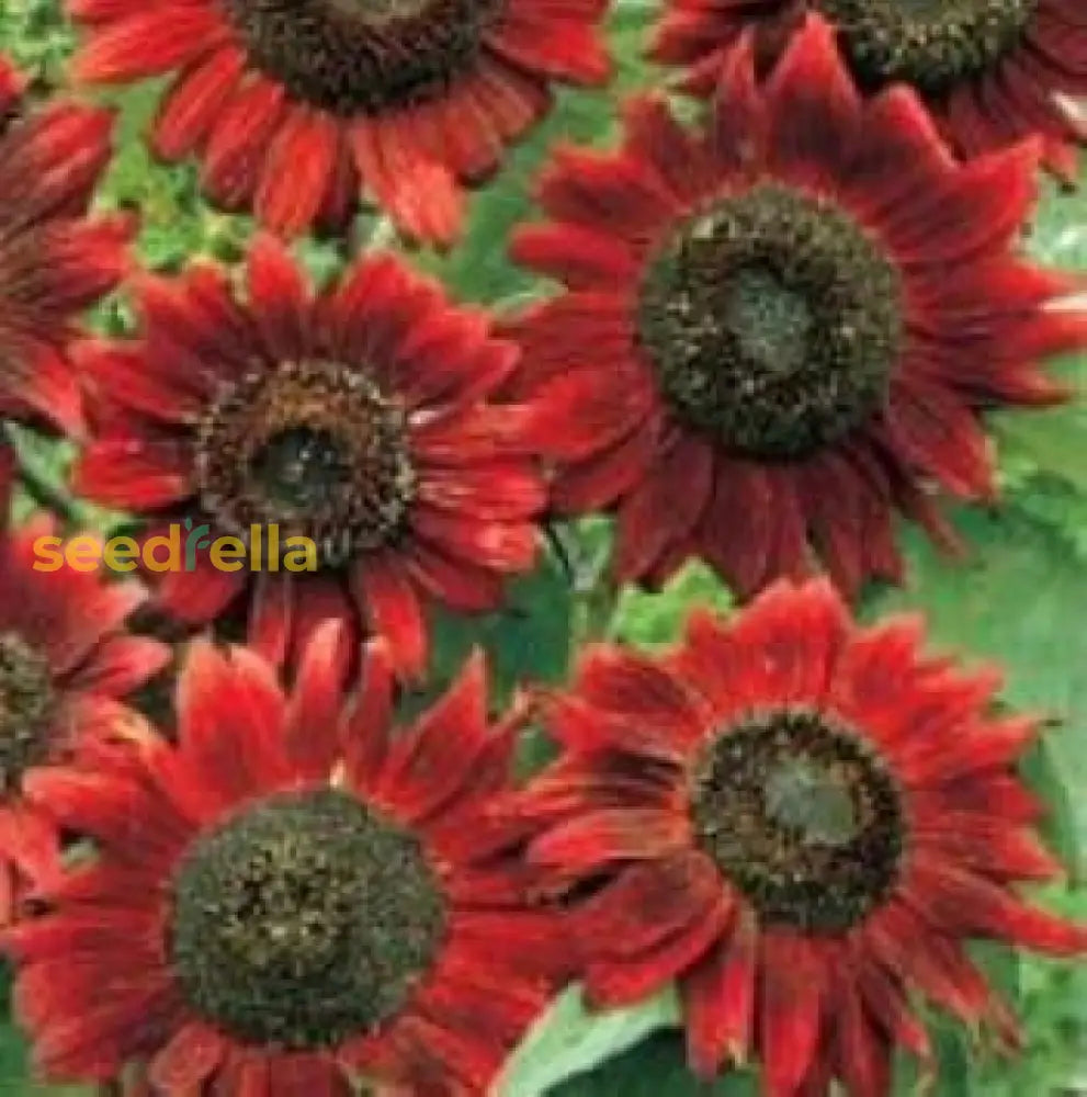 Red Sunflower Seeds For Planting - Vibrant Garden Blooms Flower