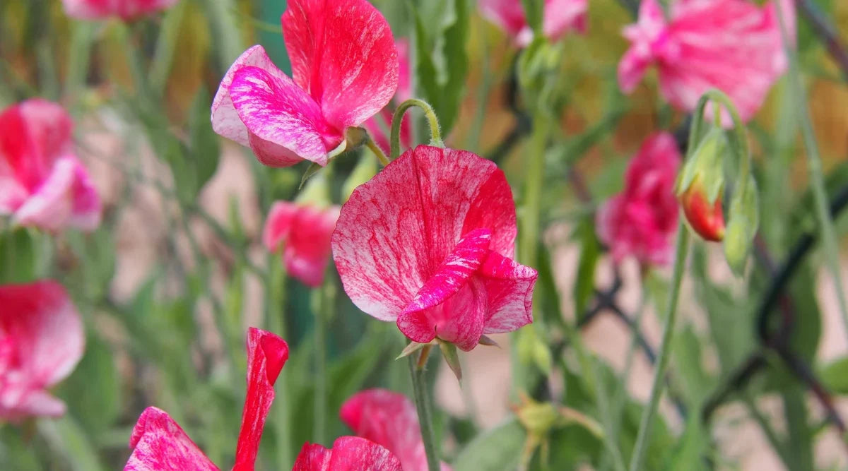 Deep Red Sweet Pea Flowers in Garden Setting