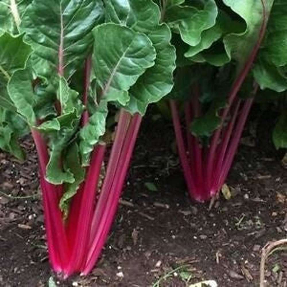 Ruby Vegetable Red Swiss Ruby Seeds for Planting – Easy Growing Swiss Chard Garden Seeds