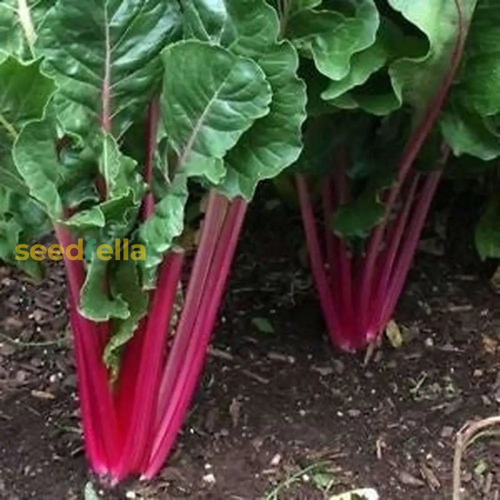 Red Swiss Ruby Vegetable Seeds For Easy Planting