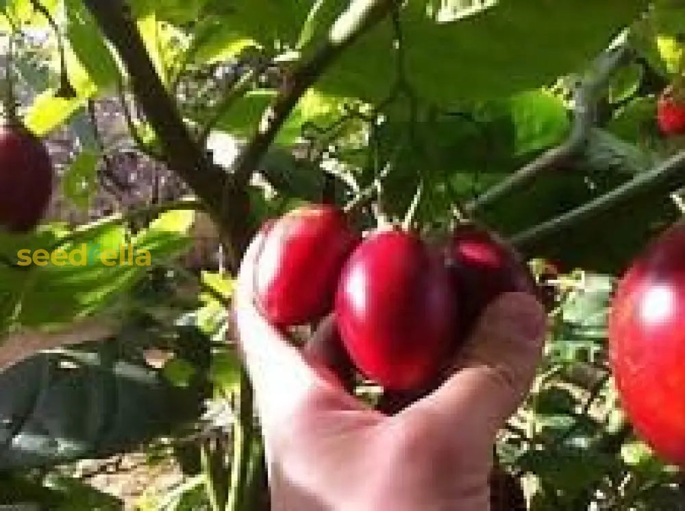 Red Tamarillo Fruit Seeds For Planting  Grow Delicious Tamarillos