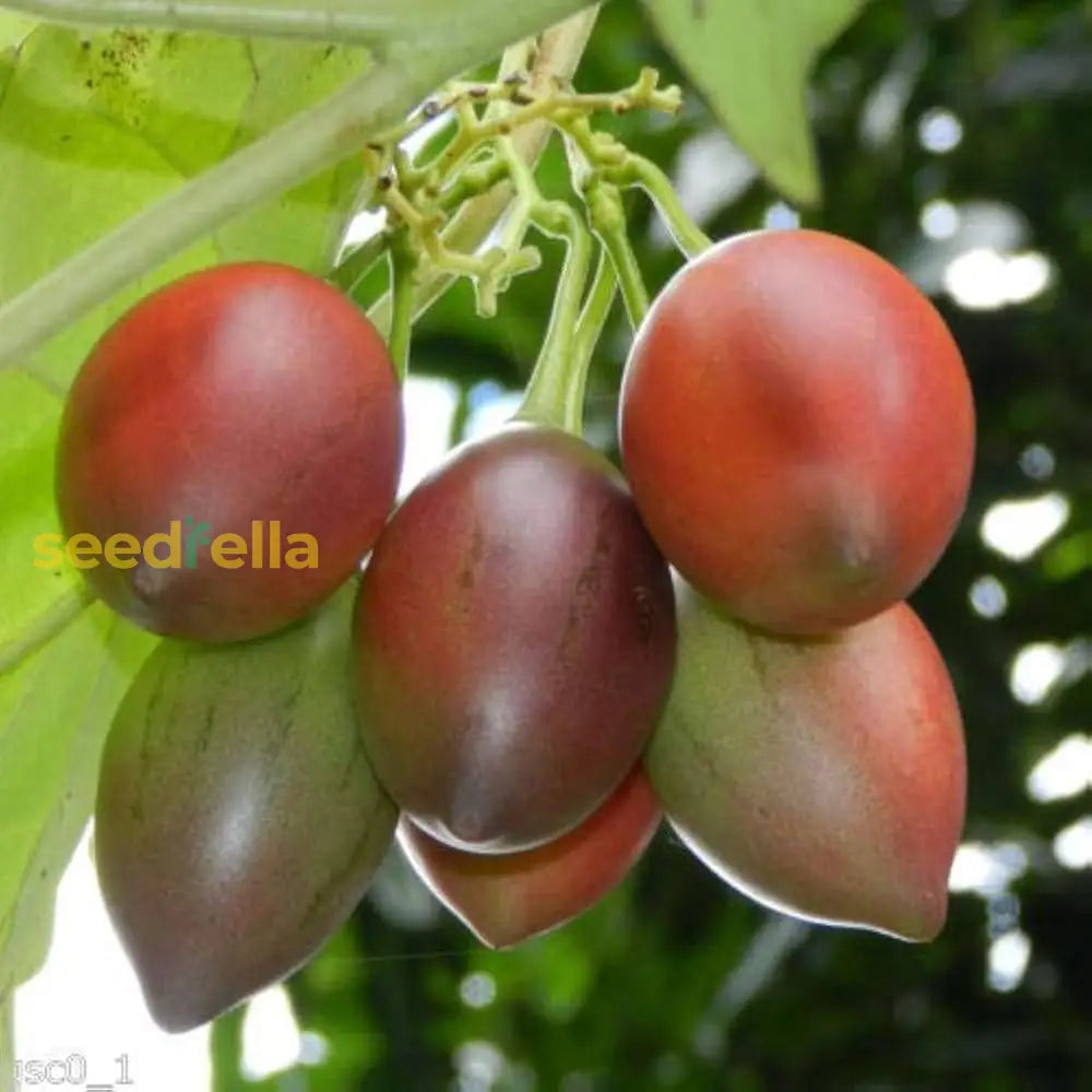 Red Tamarillo Fruit Seeds For Planting  Grow Delicious Tamarillos