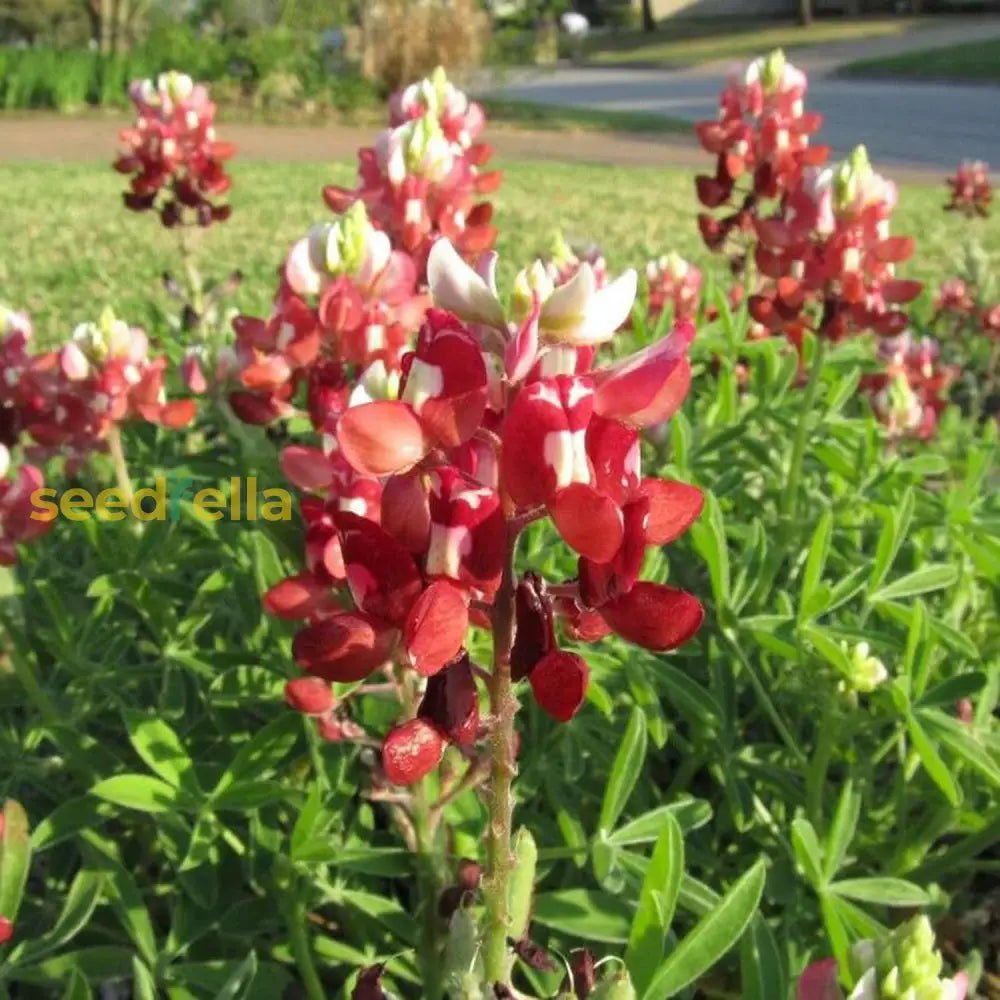 Red Texas Bluebonnets Seeds For Planting Drought Tolerant Low-Maintenance Wild Flower Striking