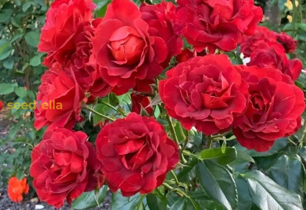 Red Thornless Rose Seeds For Planting  Beautiful Blooms Without Thorns Flower