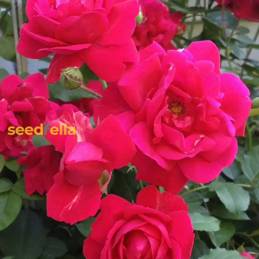 Red Thornless Rose Seeds For Planting  Beautiful Blooms Without Thorns Flower