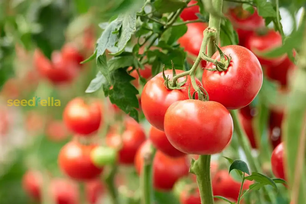 Red Tomato plants growing in home garden