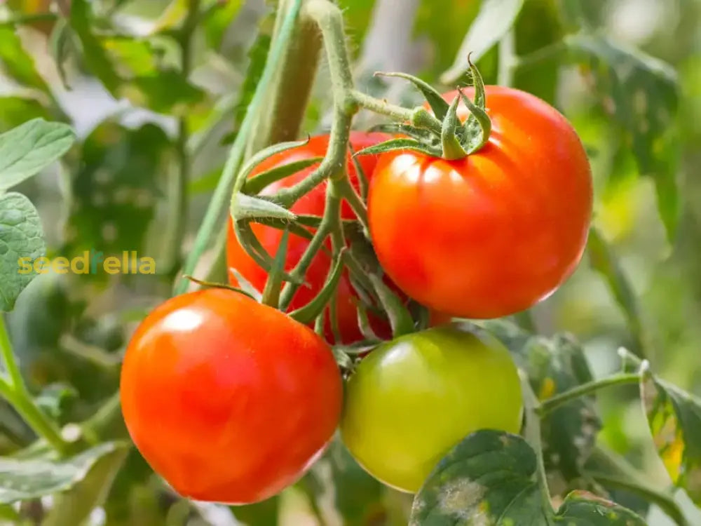 Red Tomato seedlings sprouting in soil