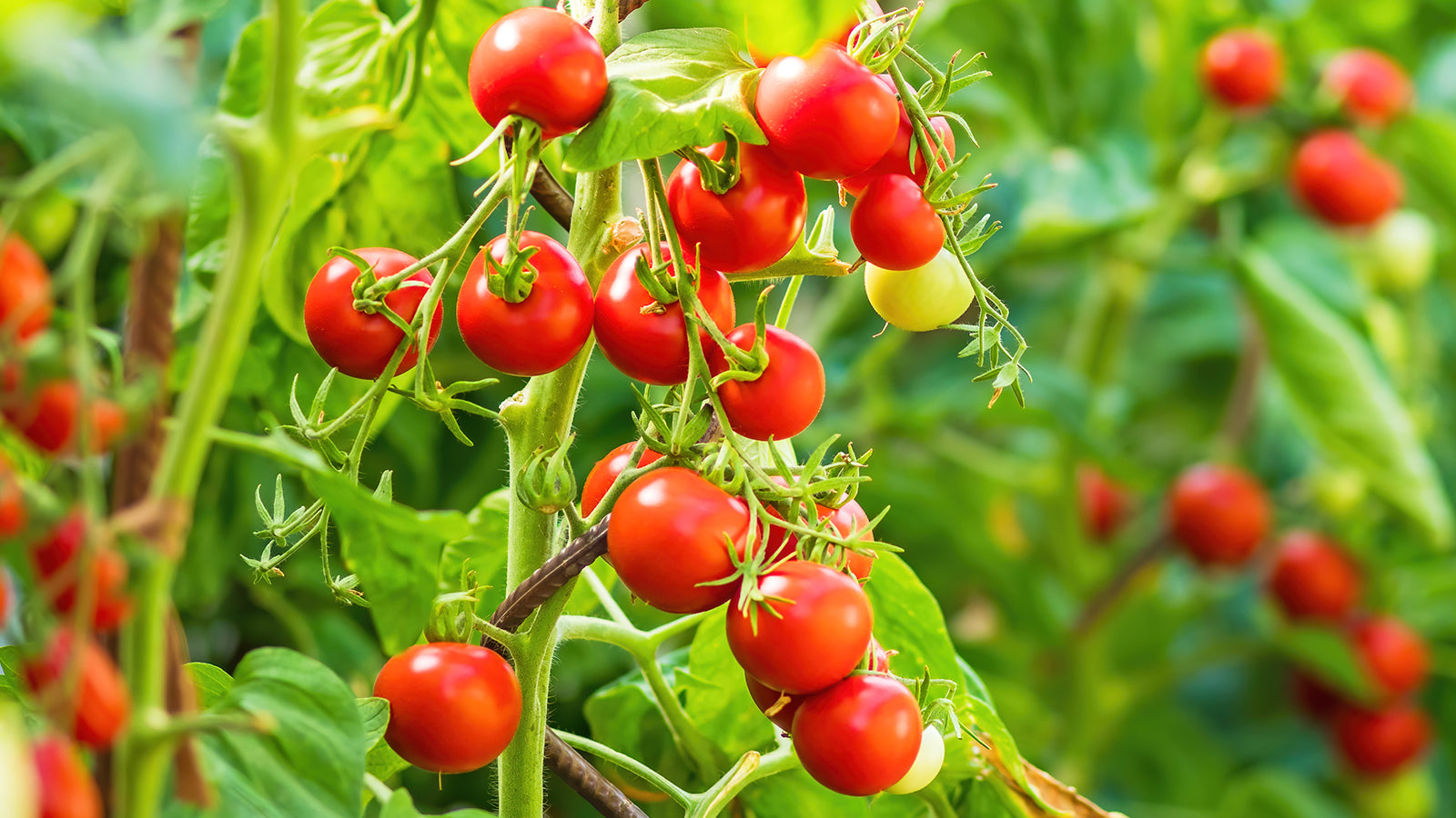 Red Tomato seeds for planting in backyard gardens, non GMO variety