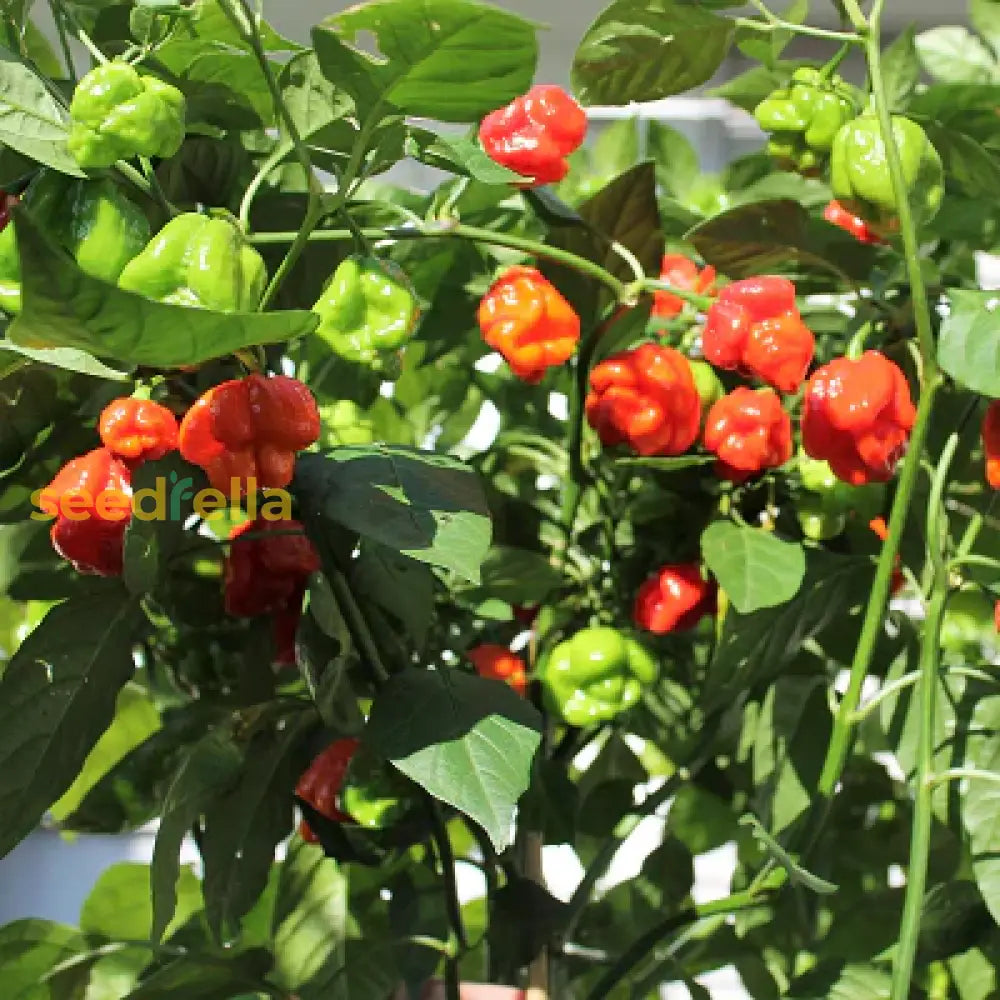 Red Trinidad Scorpion Seeds For Planting  Hot Pepper Variety Vegetable Seeds