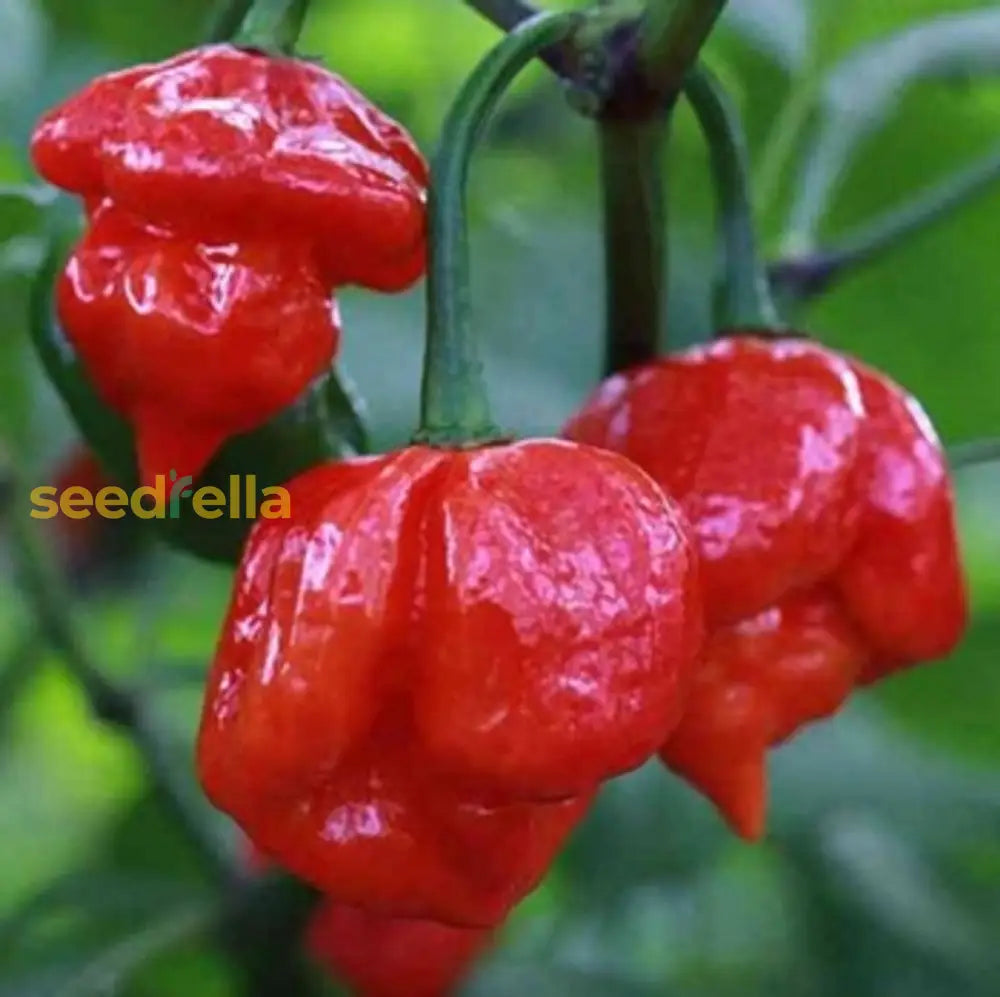 Red Trinidad Scorpion Seeds For Planting  Hot Pepper Variety Vegetable Seeds