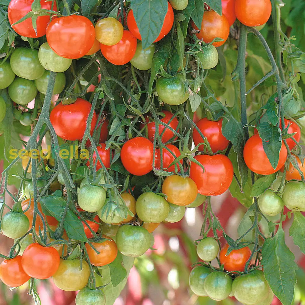 Red Tumbler Tomato Seeds For Planting Vegetable Seeds