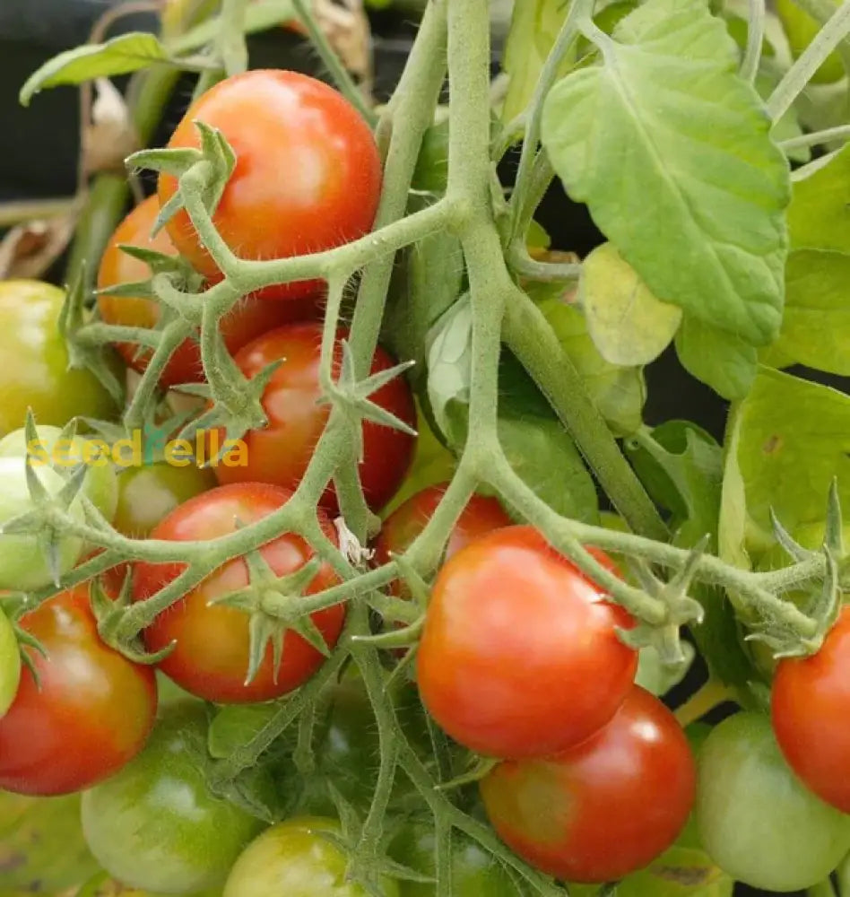 Red Tumbler Tomato Seeds For Planting Vegetable Seeds