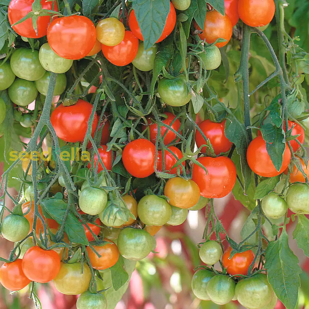 Red Tumbler tomato seeds for planting