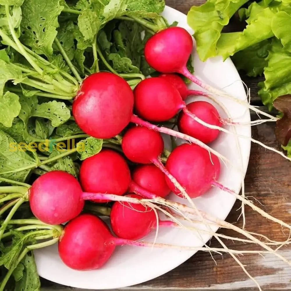 Red Turnip Seeds For Your Vegetable Garden Seeds