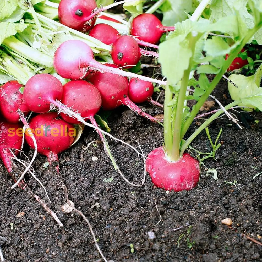 Red Turnip Seeds For Your Vegetable Garden Seeds