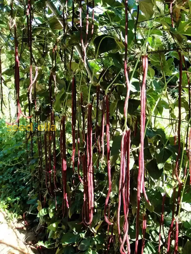 Red Unguiculata pods on vine
