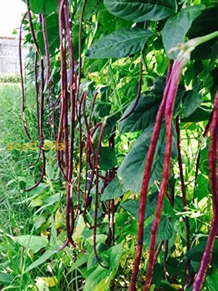 Red Unguiculata Vegetable For Planting Seeds Seeds