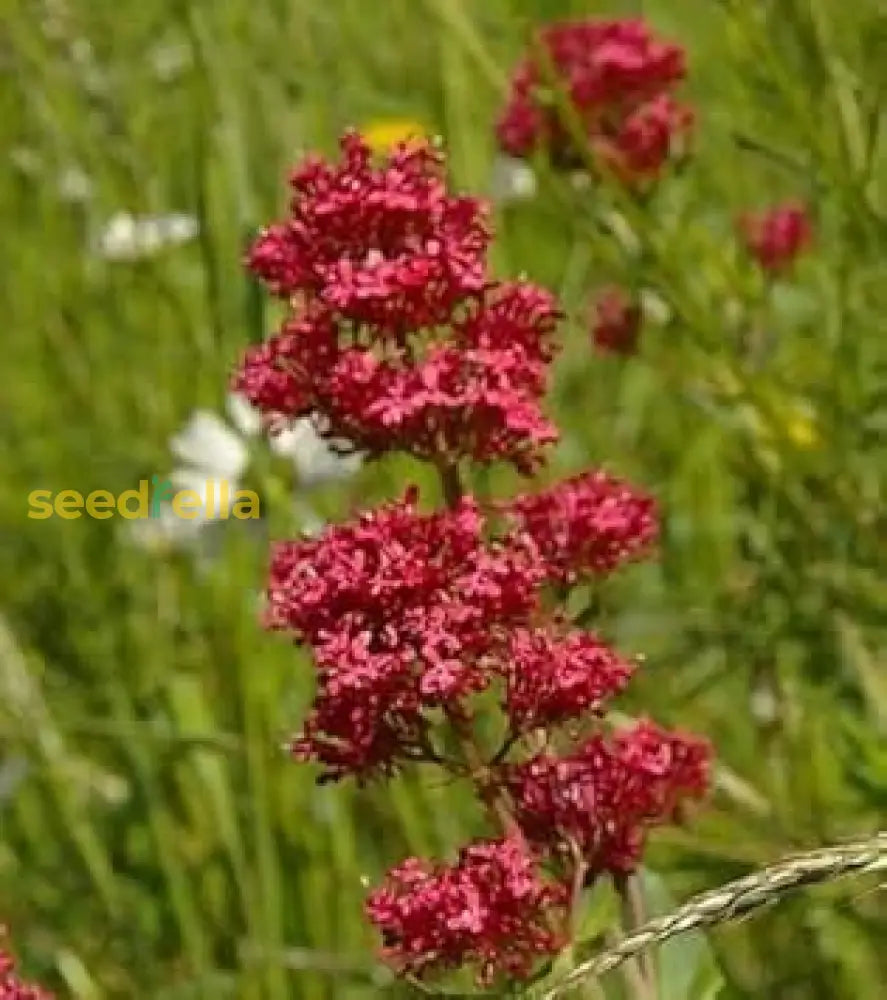 Red Valerian Flower Seeds For Planting - Vibrant Perennial Blooms