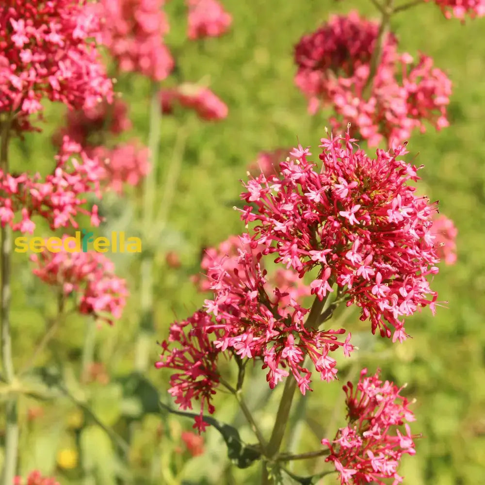 Red Valerian Flower Seeds For Planting - Vibrant Perennial Blooms