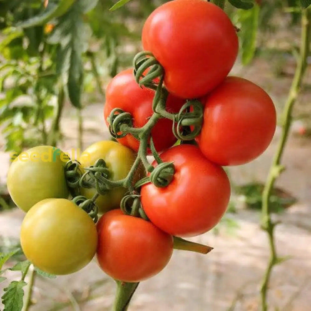 Red Vegetable Tomato Seeds For Planting Seeds