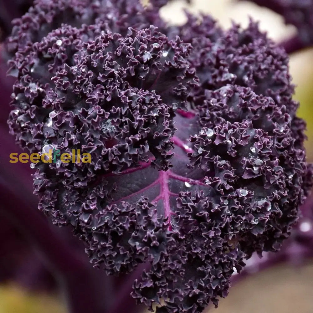 Red Veins Scarlet Kale seedlings sprouting in soil