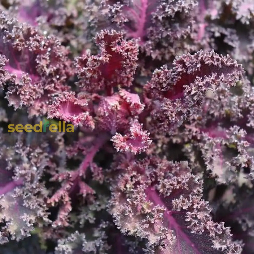 Red Veins Scarlet Kale seeds for planting non GMO