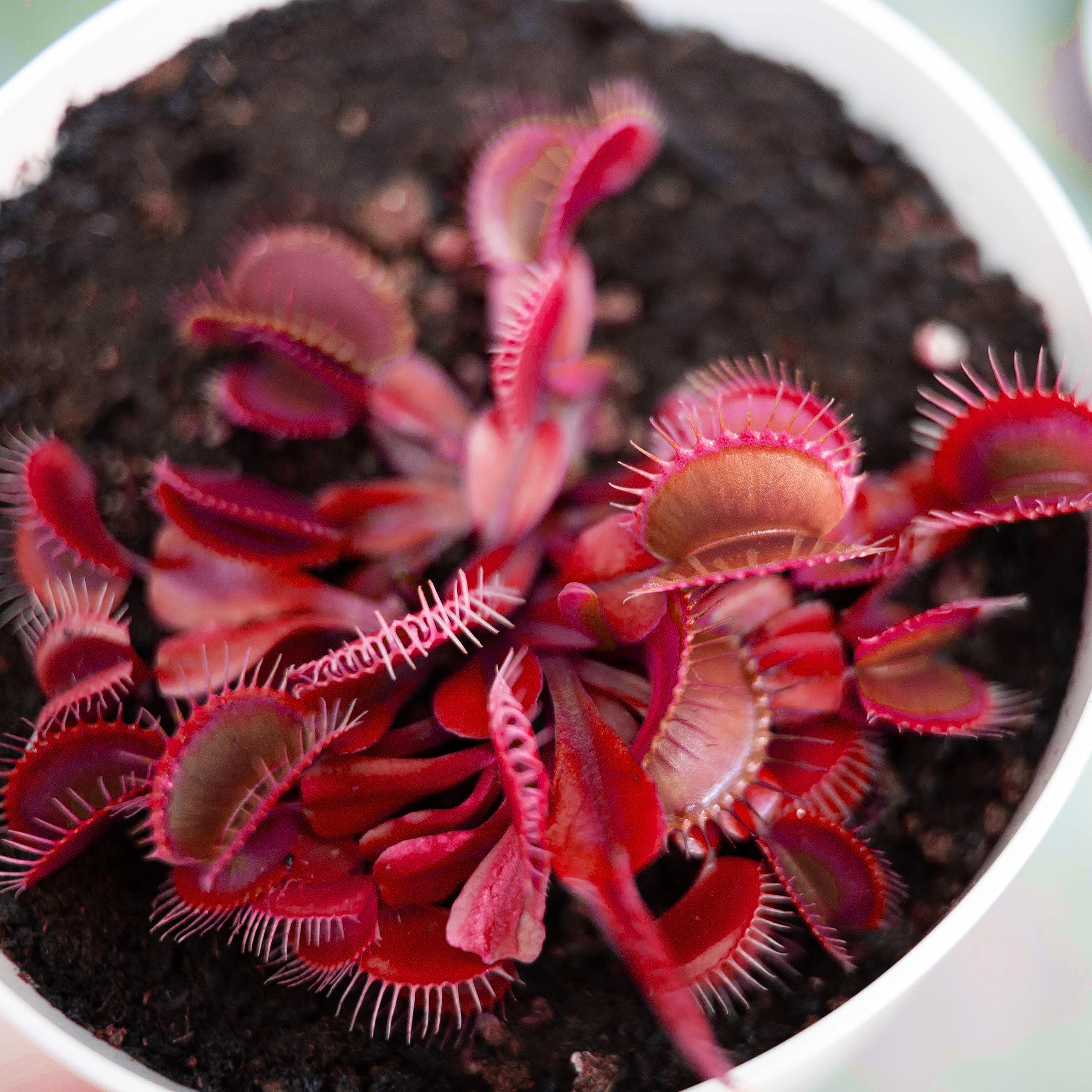 Red Venus Flytrap live carnivorous plant