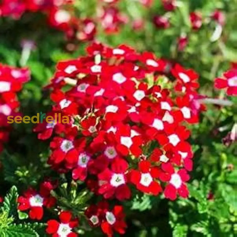 Red Verbena Didyma Flower Seeds For Planting