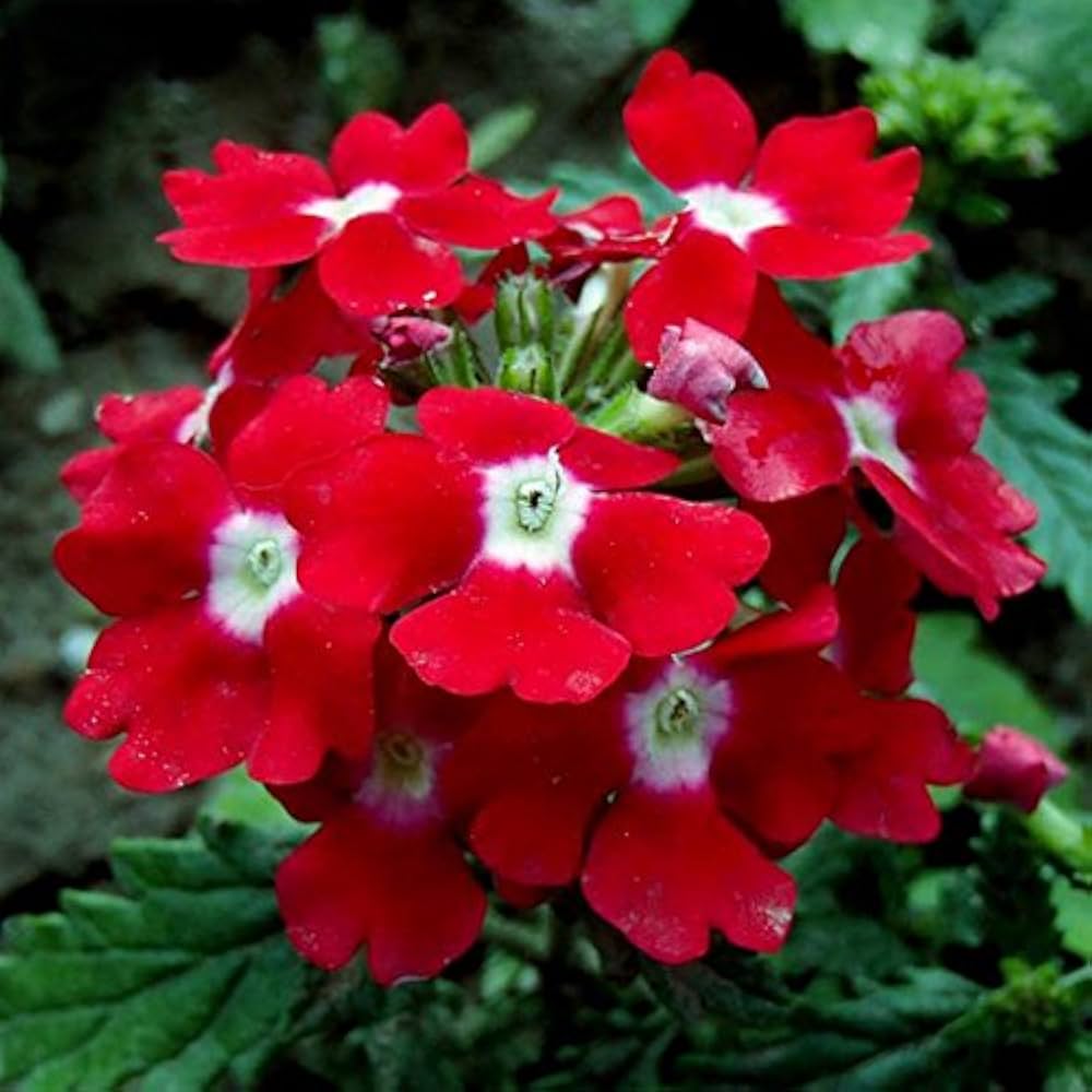 Red Verbena Flower Seeds for Planting