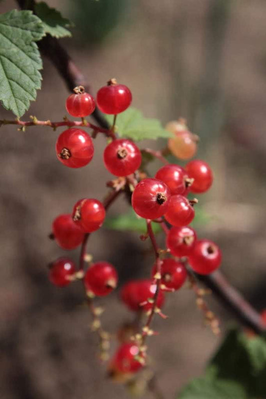 Red Wax Currant Seeds – Ribes cereum Non-GMO Edible Berry Shrub