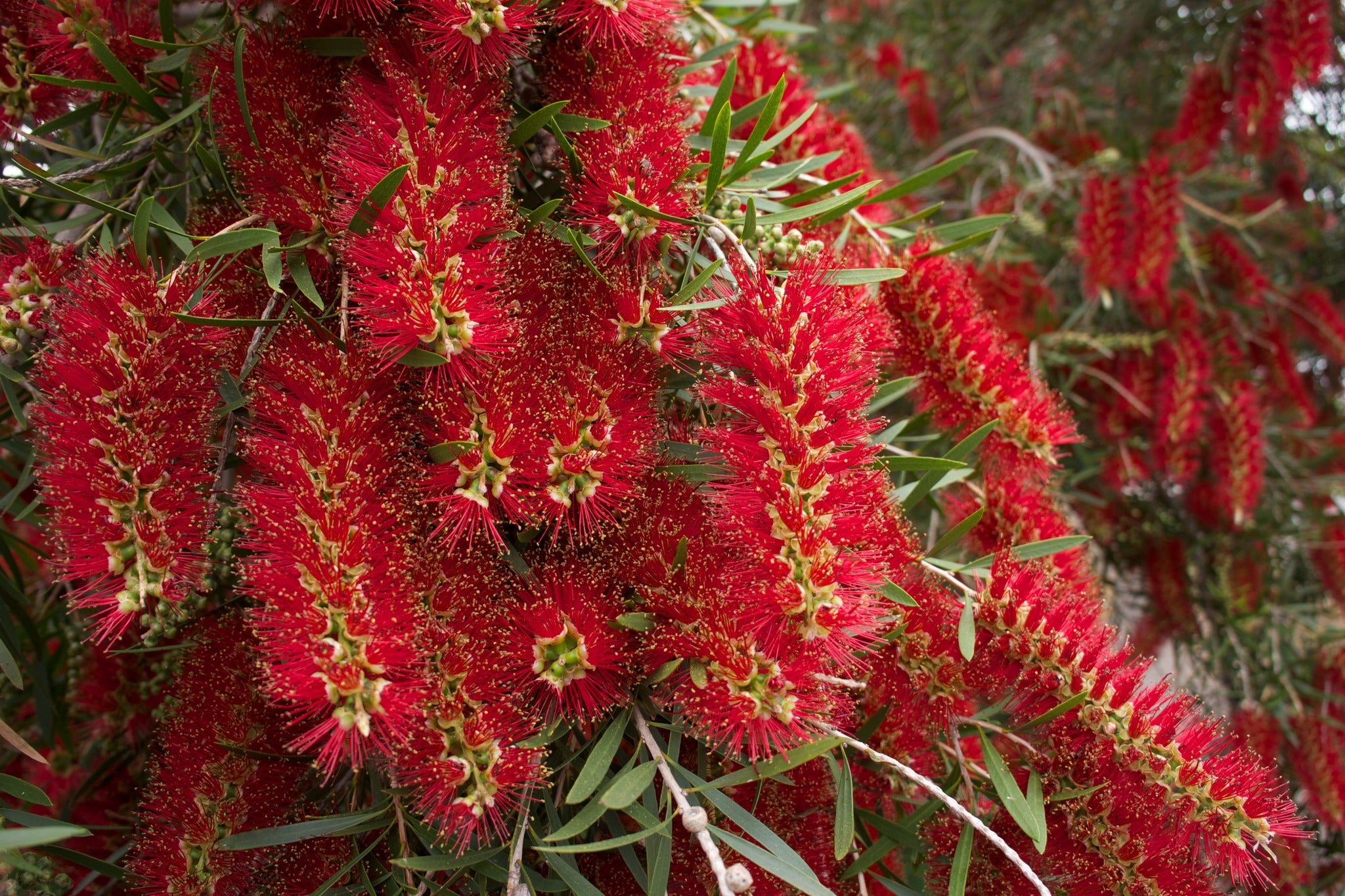 Red Weeping Bottlebrush Tree Seeds for vibrant red garden blooms