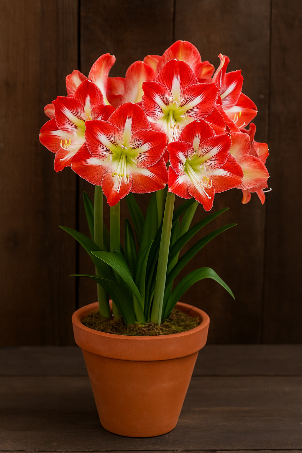 Red and White Amaryllis Flowers blooming in pots
