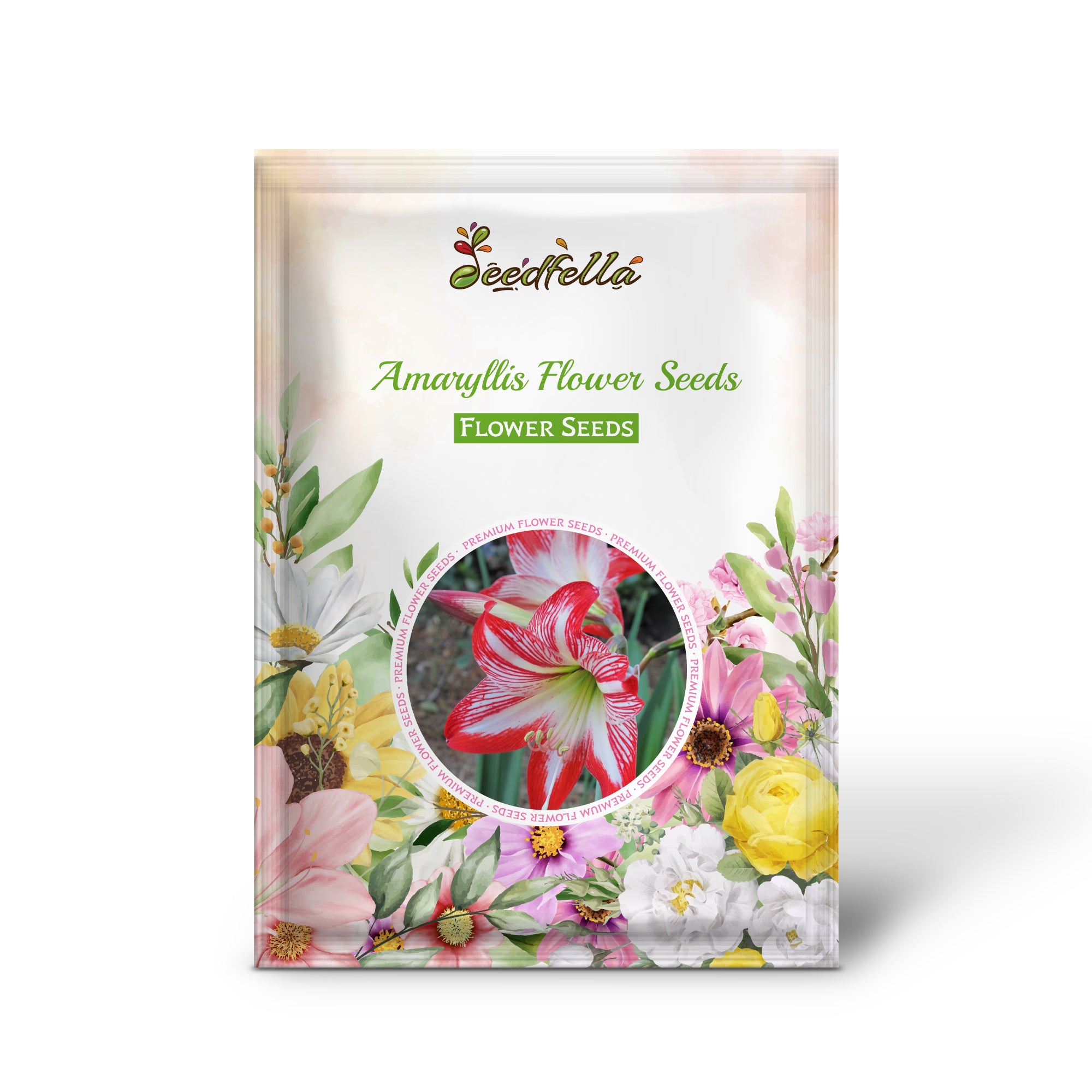 Red and White Amaryllis Blooms for Elegant Garden Planting