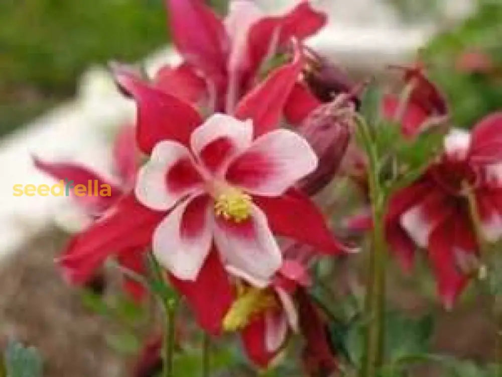 Red White Aquilegia Flower Seeds For Planting