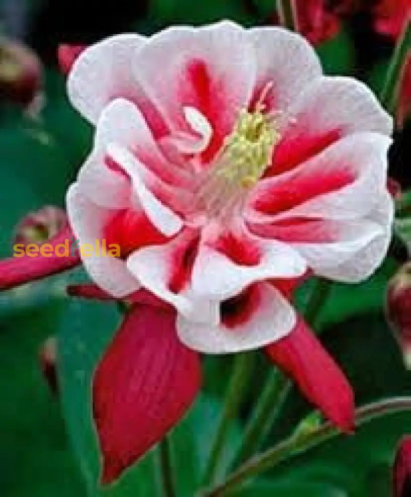 Red White Aquilegia Flower Seeds For Planting