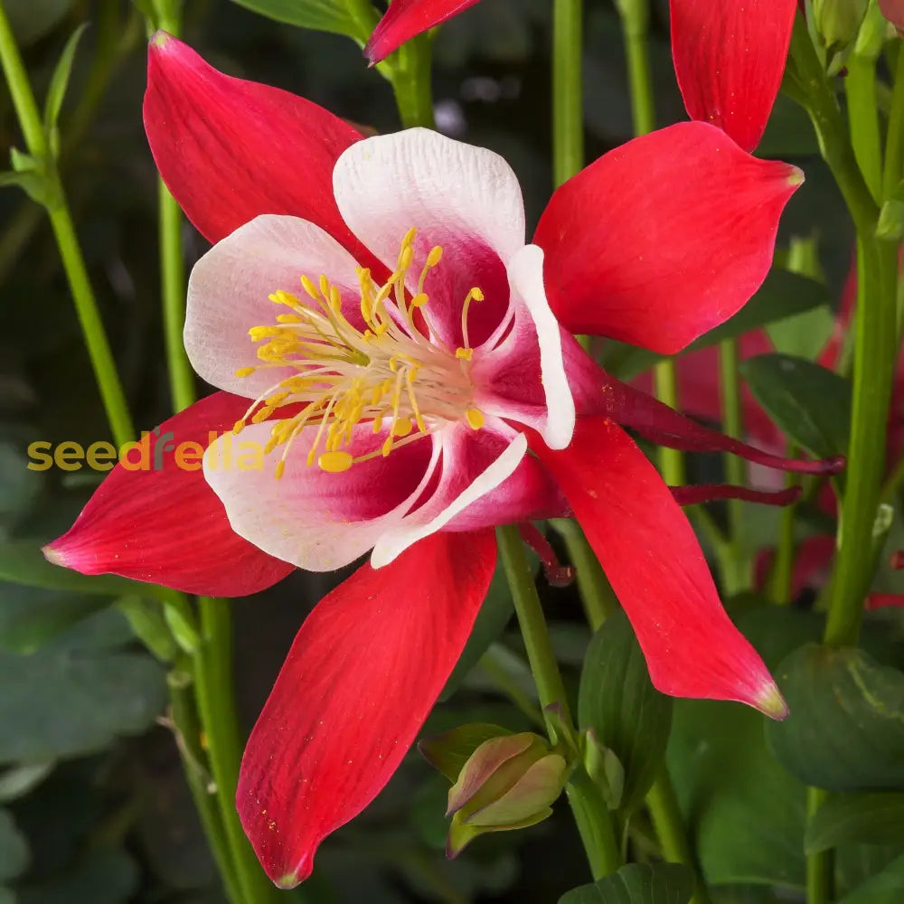 Red White Aquilegia Seeds - Plant Beautiful Delicate Flowers