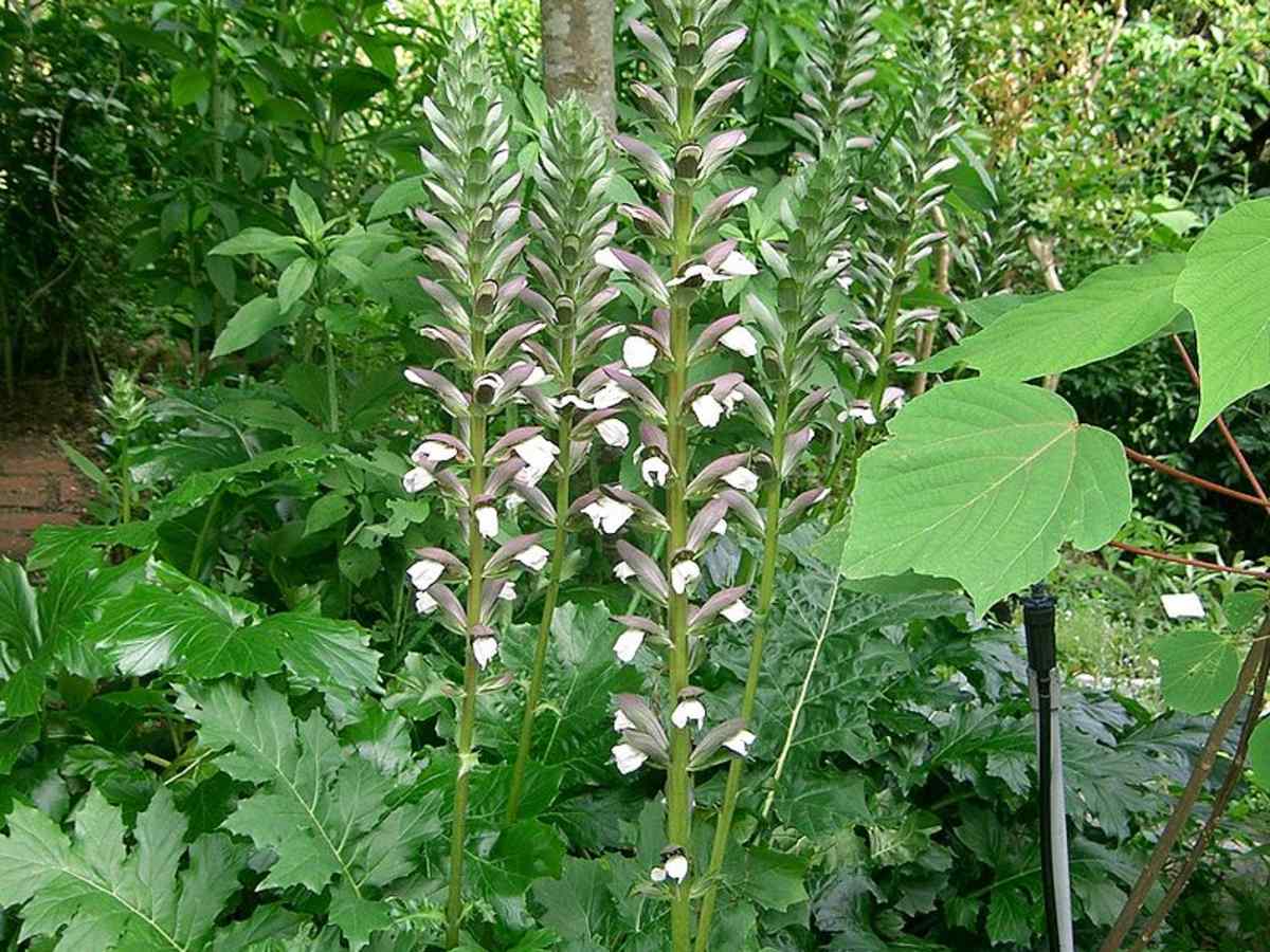 Close-up of red and white Bear’s Breeches flower spike