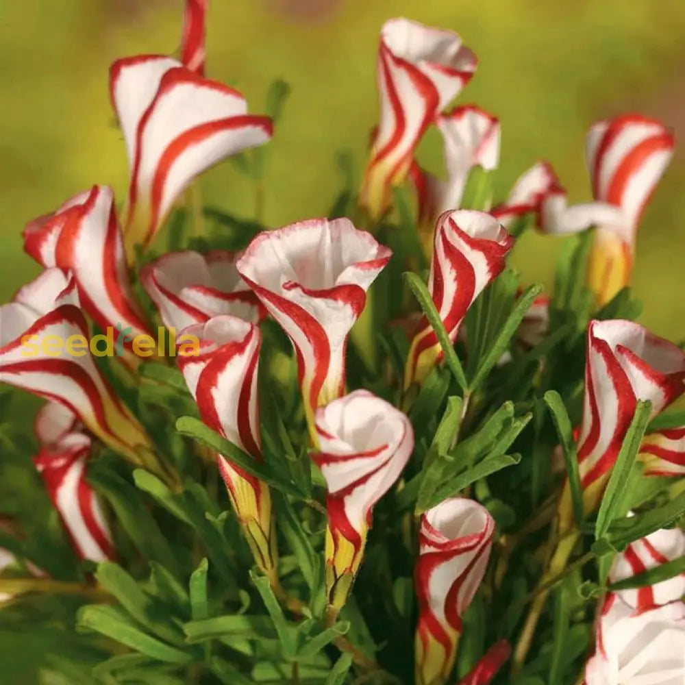 Red White Candy Cane Flower Seeds For Planting  Vibrant Annual Blooms