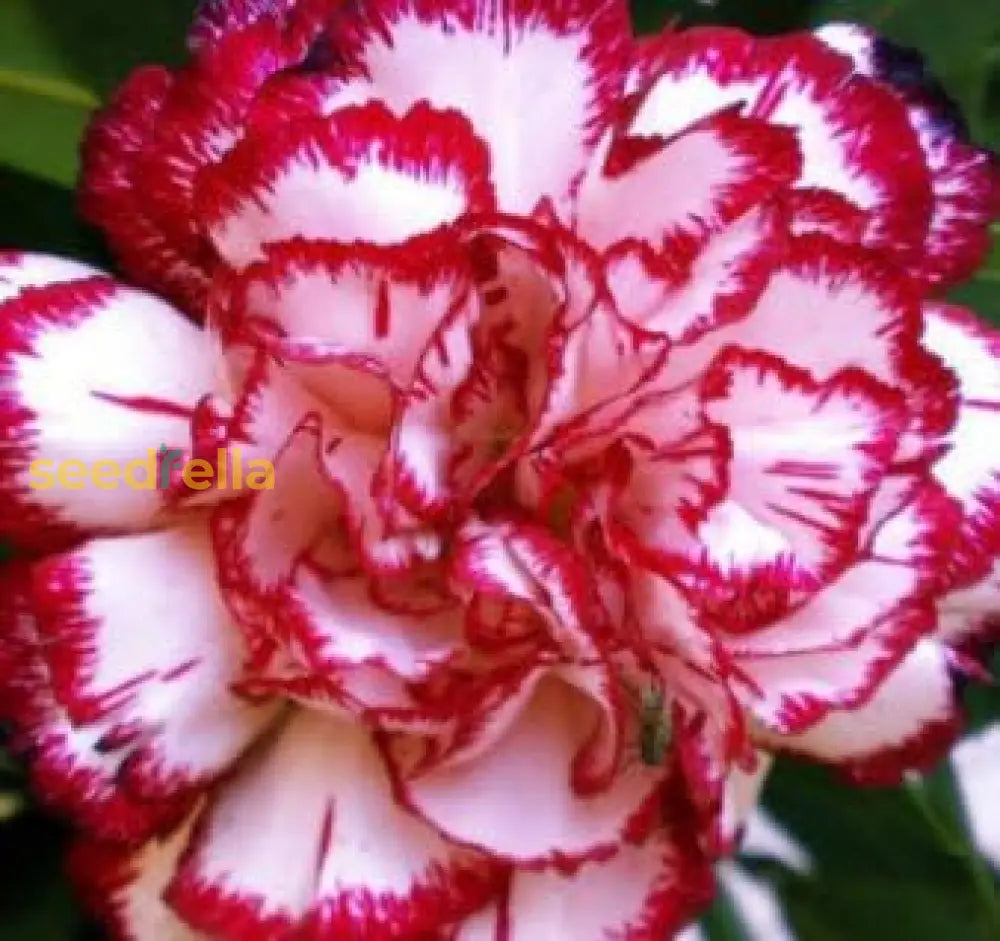Red White Carnation Flower Seeds for Planting