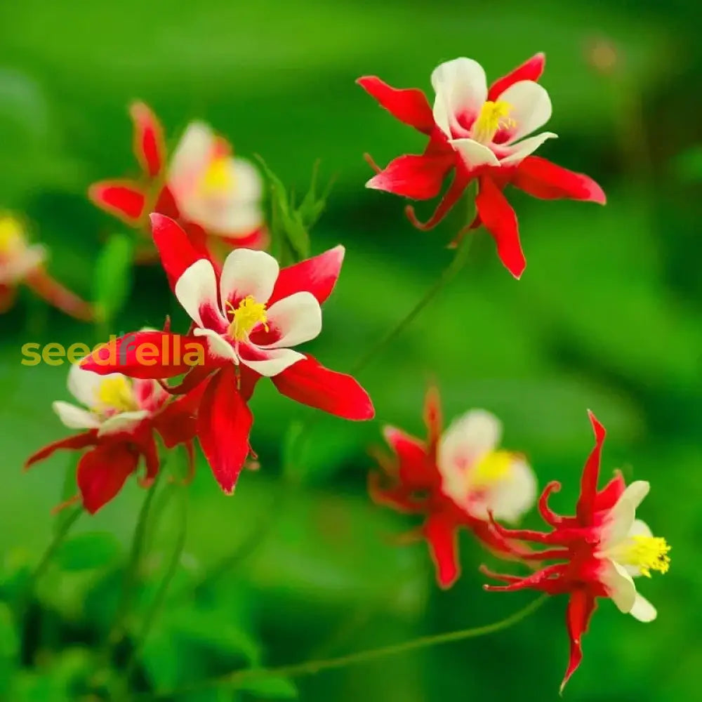 Red White Columbine Flower Seeds Planting