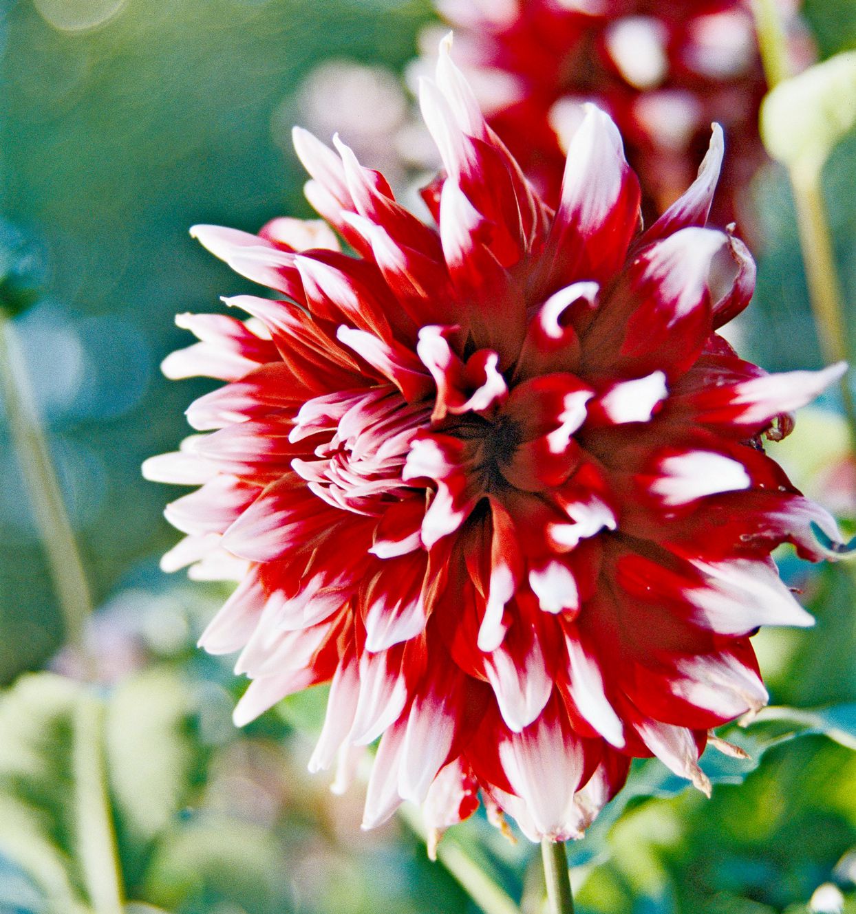 Red and White Dahlia Flower Seeds for Garden Planting