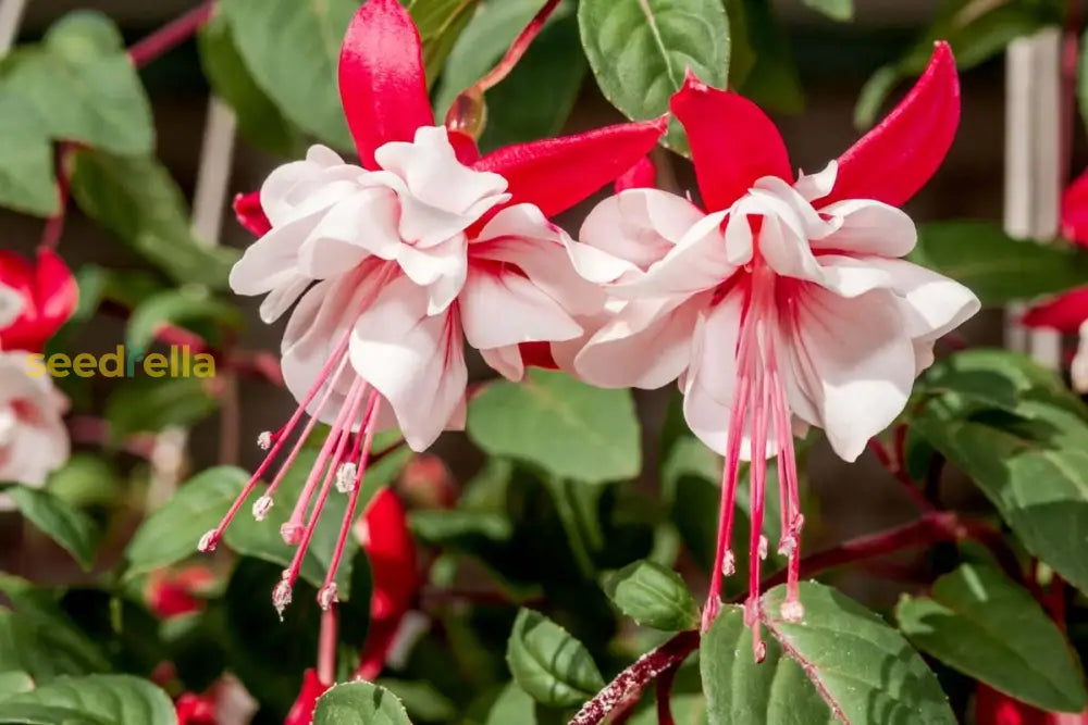 Red White Fuchsia Flower Seeds