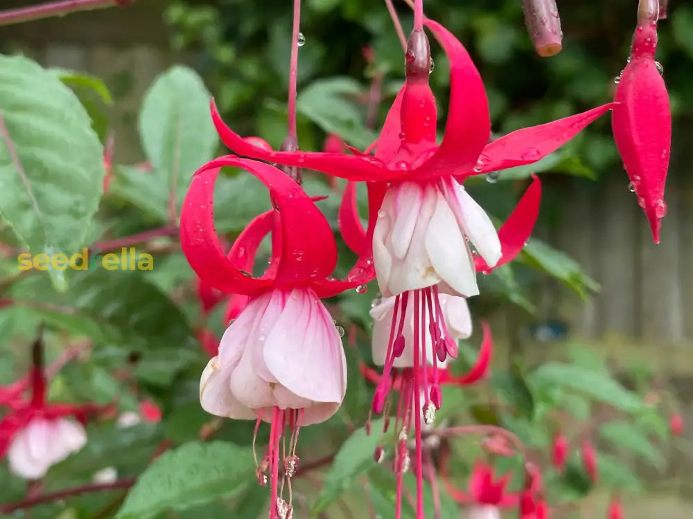 Red White Fuchsia Flower Seeds